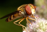 Marmalade hoverfly (Episyrphus balteatus)
