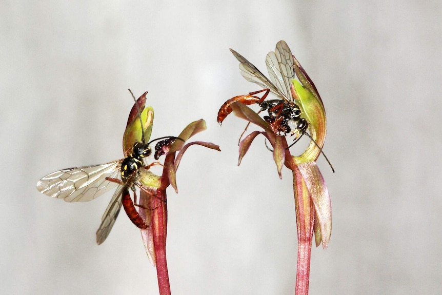 Wasps pollinating broad-lipped bird orchids