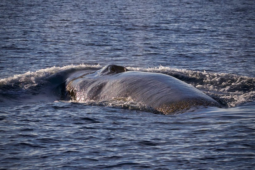 Blue whale off Tasman Peninsula, 28 April, 2018