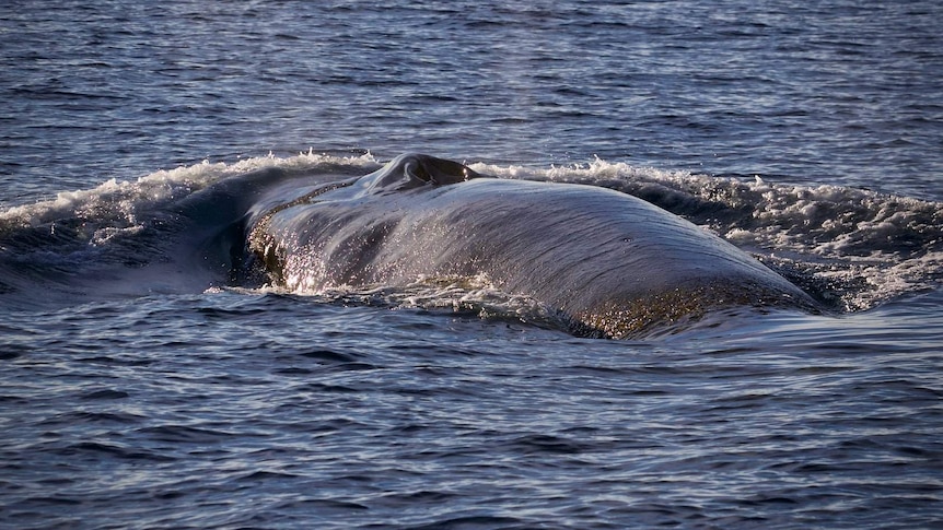 Blue whale off Tasman Peninsula, 28 April, 2018