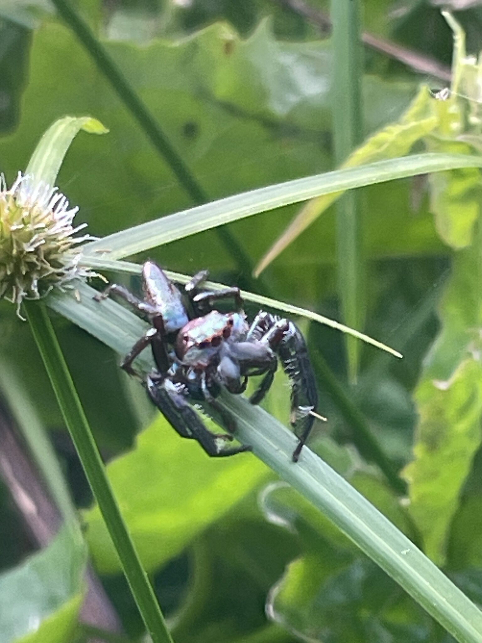 A black spider on a green frond with large mandibles and front legs.