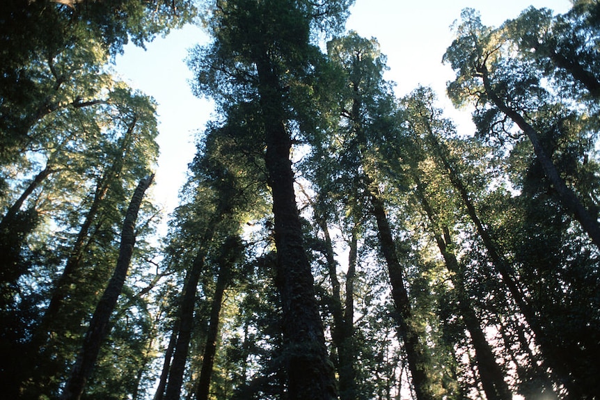 ต้นไม้ในป่า Tarkine ในรัฐแทสเมเนีย