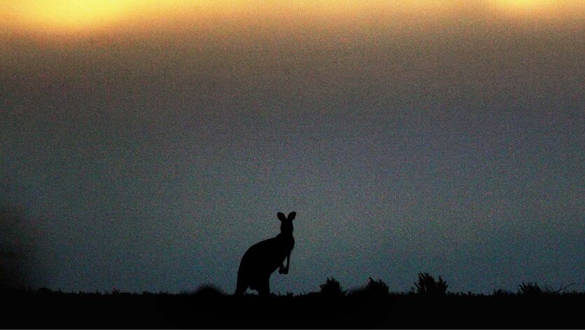 A kangaroo sits on the horizon.