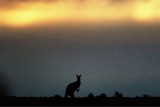 Kangaroos in Canberra