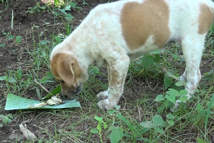 A small dog sniffing a fish head, which has been laced with cyanide.