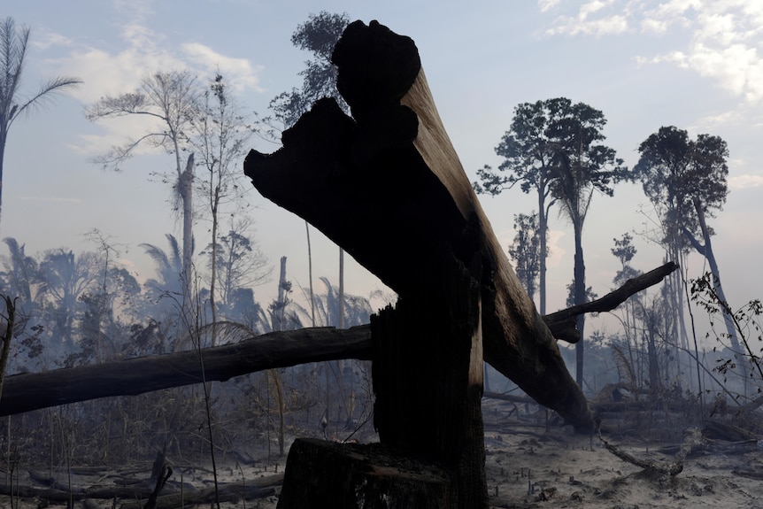 Un ceppo bruciato in primo piano e una foresta in fiamme dietro dopo che i contadini hanno usato il fuoco per rimuoverlo.