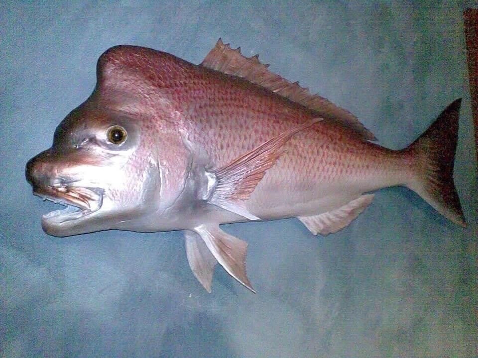 stuffed fish on wall