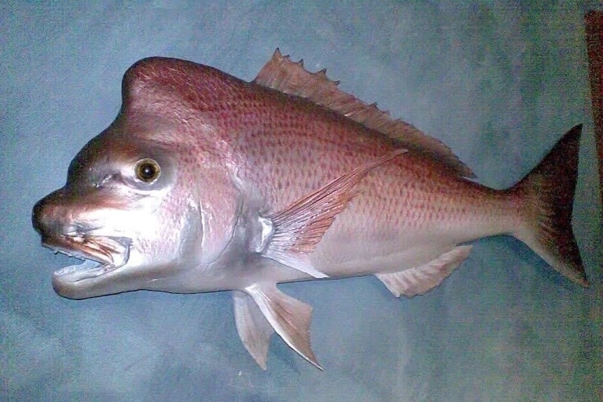 stuffed fish on wall