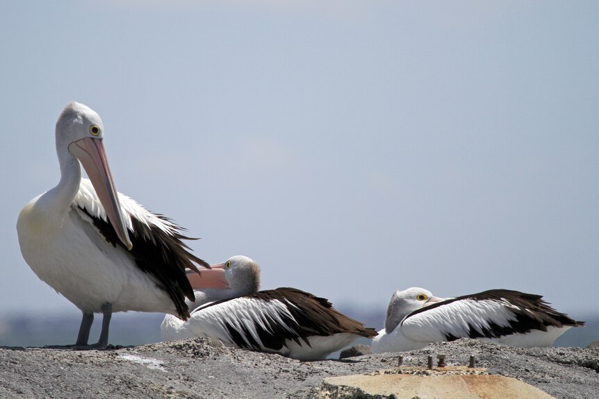 Three pelicans on a rock.