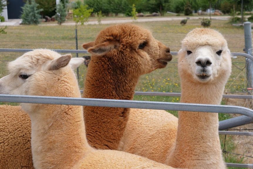 Three alpacas in a pen