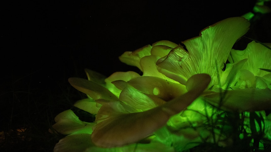 Mushrooms glowing green in the dark
