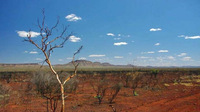 The remote Pilbara with a lone tree in foreground, red earth and distant ranges under blue sky