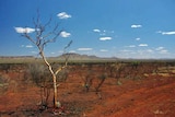 The remote Pilbara with a lone tree in foreground, red earth and distant ranges under blue sky