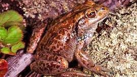 Spotted-thighed frog