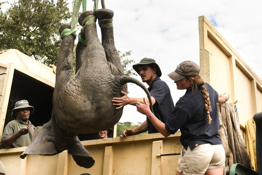 two men and a woman help to lift an elephant into the back of a truck using a hoist