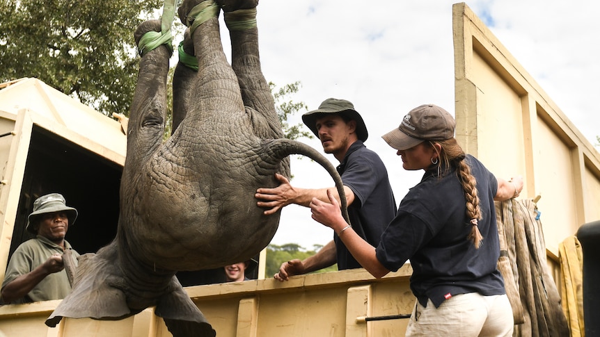 two men and a woman help to lift an elephant into the back of a truck using a hoist