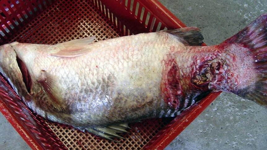 Lesions on the tail of a barramundi fish caught at Gladstone.