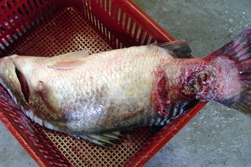 Lesions on the tail of a barramundi fish caught at Gladstone.