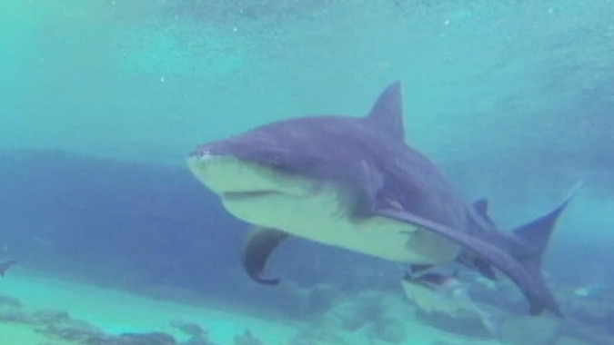 A bull shark management program proposal will be look at by the Sunshine Coast Council this week.