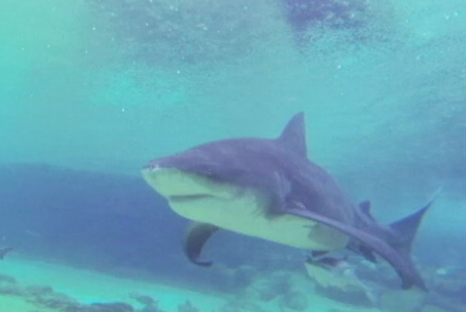 Elle, the only bull shark at Sea World on Queensland's Gold Coast