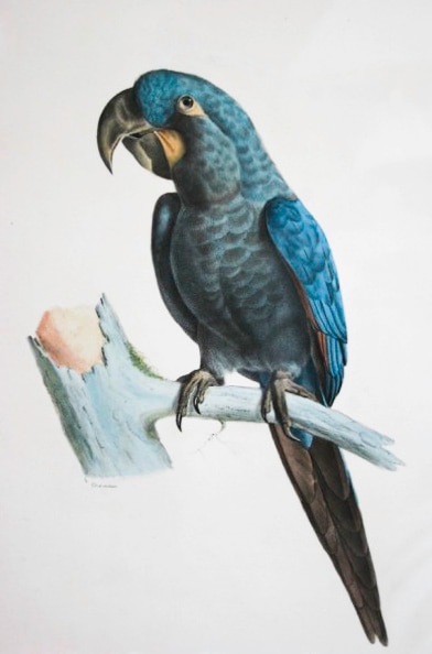 Blu Macaw That Inspired Movie Rio One Of Eight Bird Species Newly Listed As Extinct Abc News