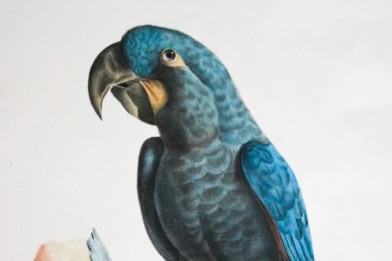 A blue parrot on a branch etching.