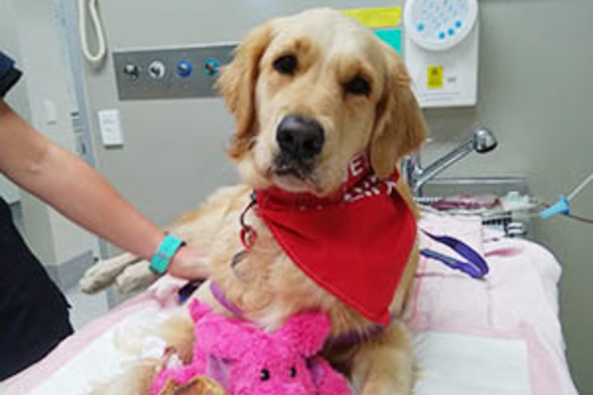 Dog on a surgery bed giving blood.