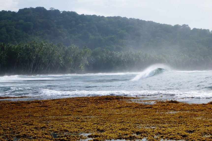 A close shot of the the Zaria coastline, showing waves and forest.