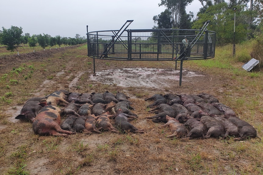 Plan large de 30 cochons sauvages morts allongés sur le sol devant un piège circulaire.