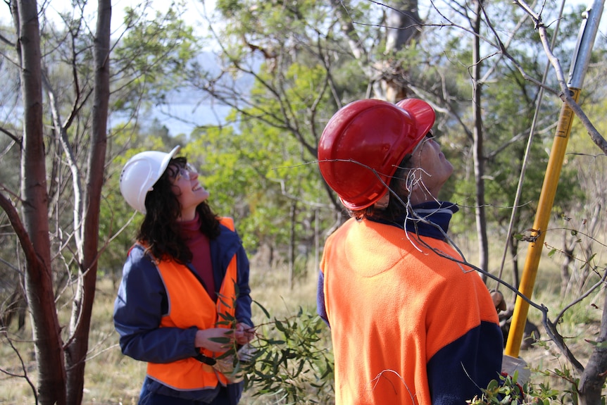 Erin and her field assistant Hugh looking up, as he uses a long metal tool to cut branches from a white gum tree.