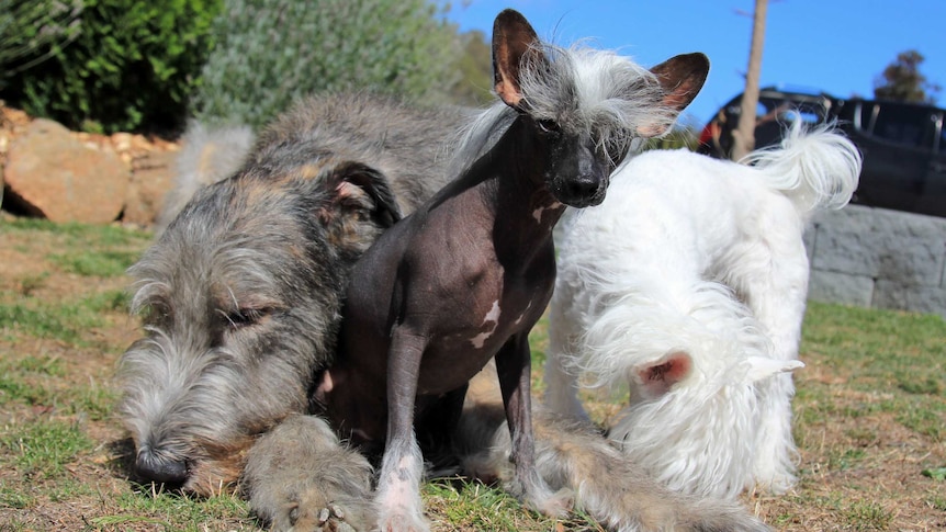 Irish wolfhound with two Chinese crested dogs