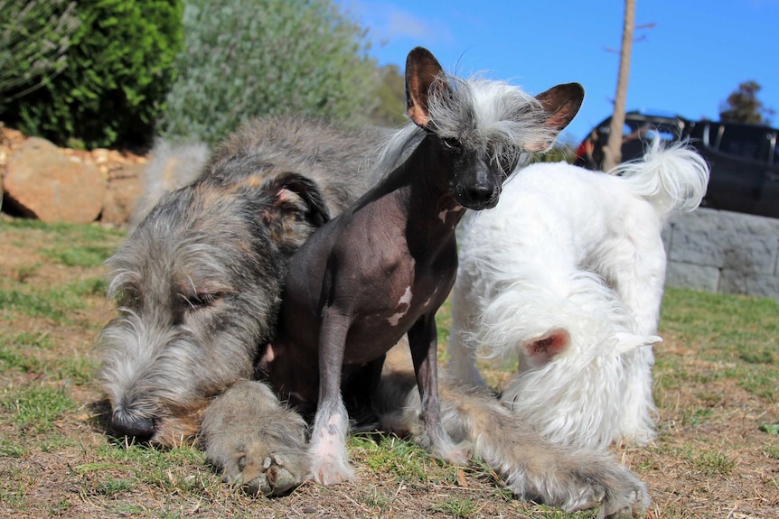 Irish wolfhound with two Chinese crested dogs