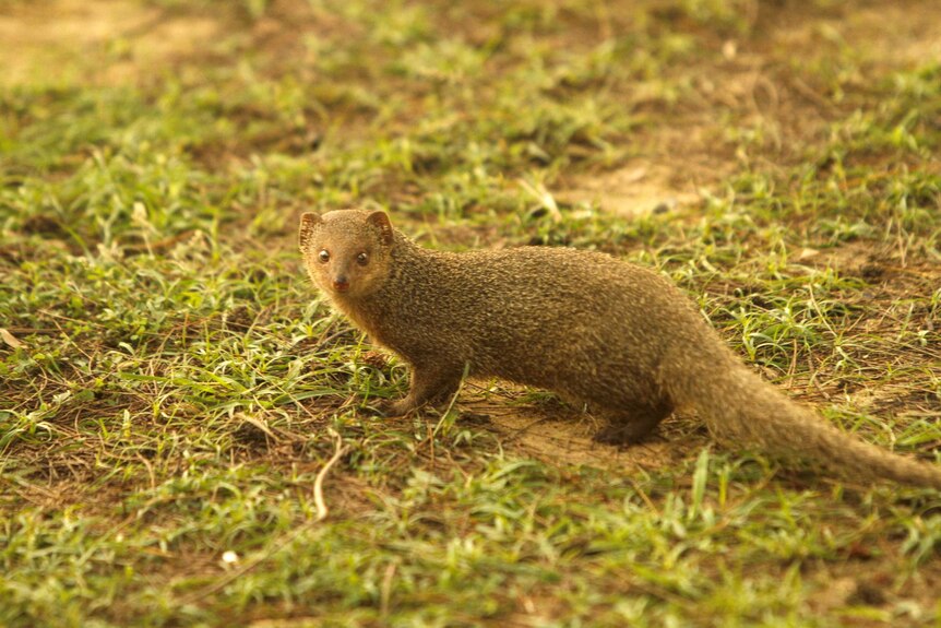 A small mongoose on some grass.