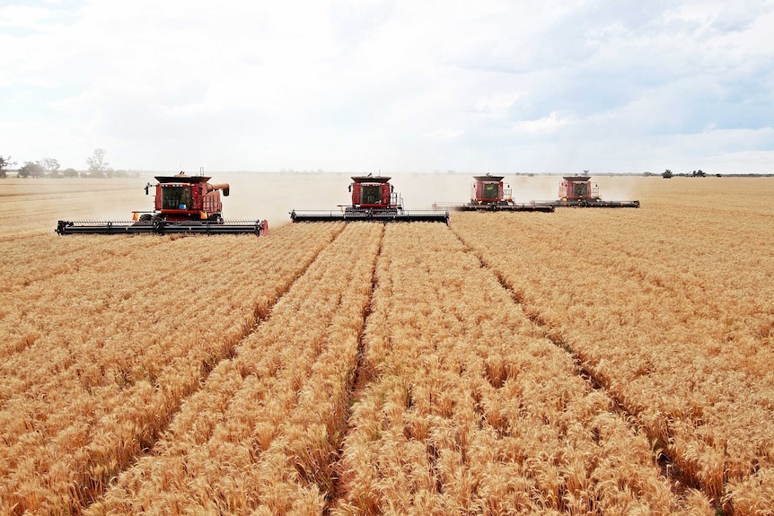 Combine harvesting a wheat field