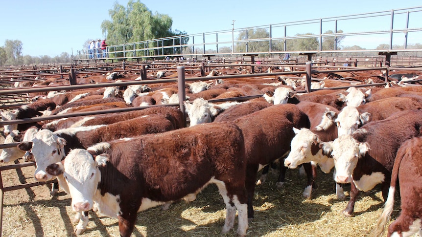 A wide shot of hereford cattle sale pens