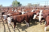 A wide shot of hereford cattle sale pens