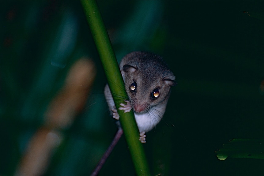 A photo of a small native grey rat climbing a green stalk. 