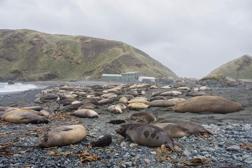 Elephant seals at Macquarie Island, photo from Tasmania Parks and Wildlife Service.