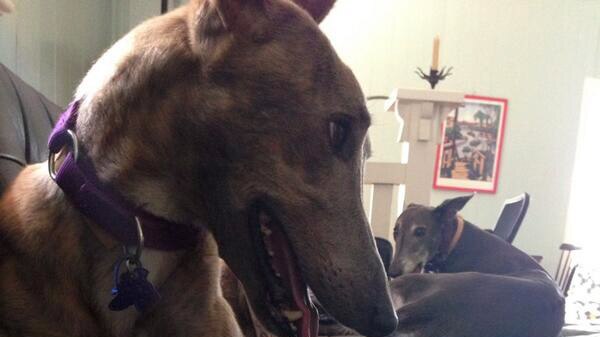 Two rescue greyhounds lying on a brown couch.