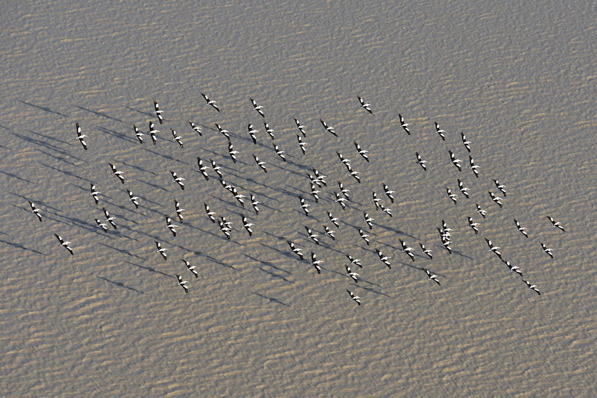 A flock of pelicans fly over water.