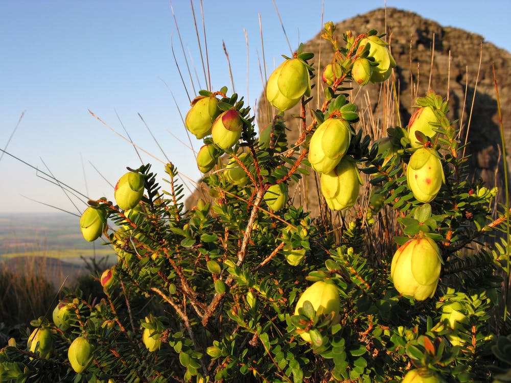 Darwinia collina also known as the yellow mountain bell