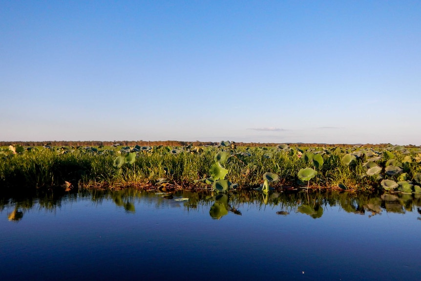 Water lilies in the Kakadu wetlands.