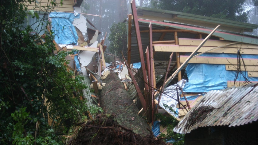 Tree on house