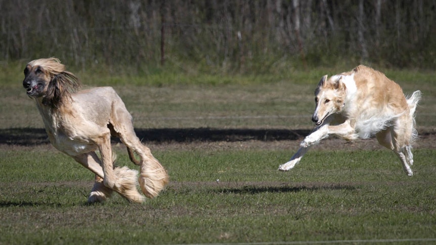 two afghan dogs in full flight running