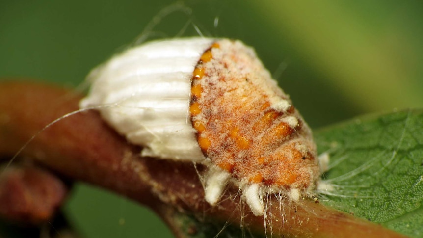 A close-up image of a cottony cushion scale on a leaf.