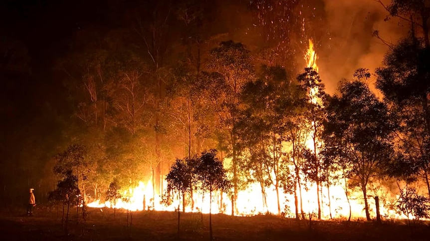 新州38%的丛林大火是由雷击引起的。到目前为止，此次新州大火已经导致四人死亡，据估计上周受损或被毁房屋的数量已经超过200处。