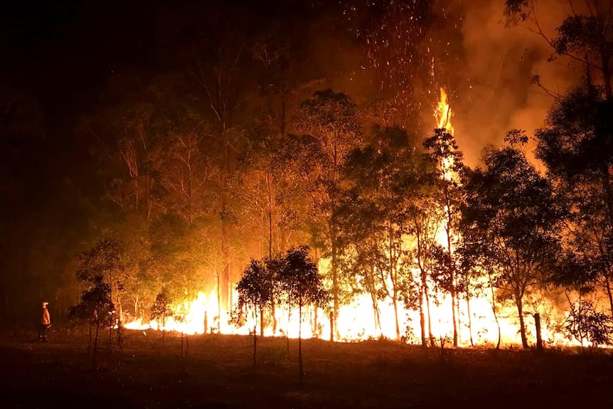 A large fire burns amid the bush at night.
