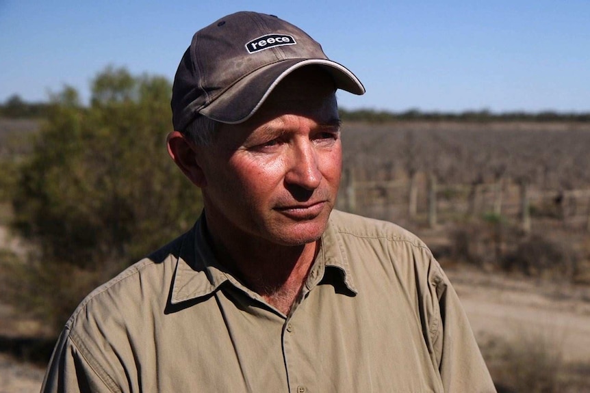 Paul D'Ettore stands in dead grape crop in Menindee, NSW