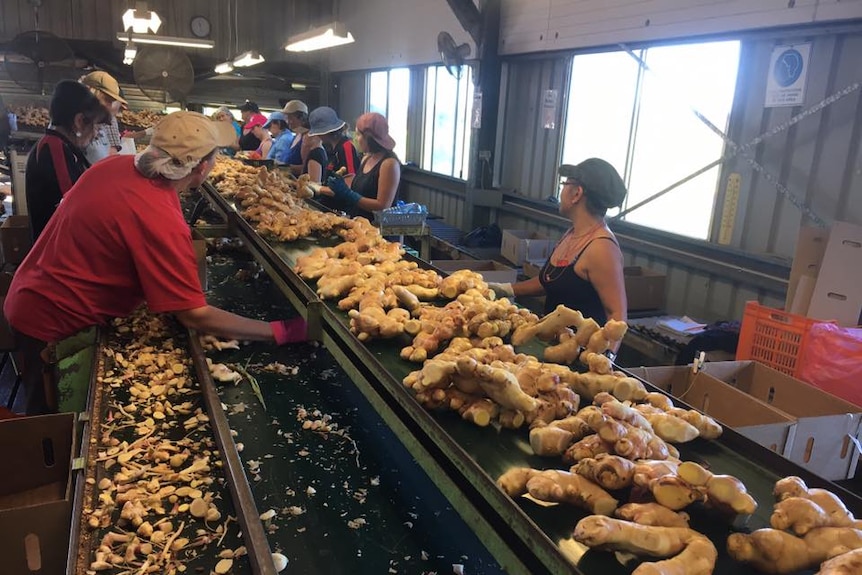 Ginger processing line at a farm.
