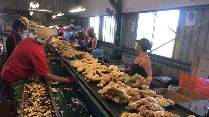 Ginger harvest production line